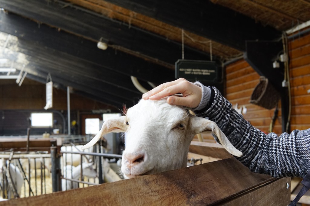 A Fun Family Day at Geitenboerderij Ridammerhoeve: A Perfect Spot for Kids in Amsterdam in Spring.